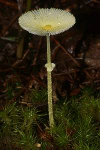 Leucocoprinus fragilissimus image