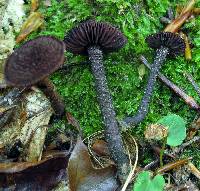 Inocybe tahquamenonensis image