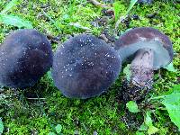 Tylopilus alboater image