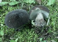 Tylopilus alboater image