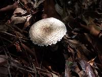 Amanita austrostraminea image