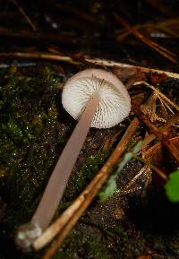 Mycena rosea image