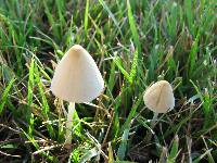 Conocybe apala image