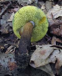 Boletellus chrysenteroides image