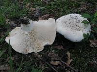 Lactarius piperatus image