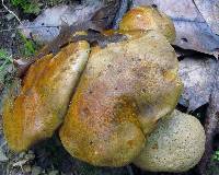 Pseudoboletus parasiticus image