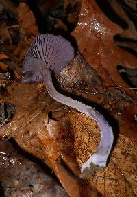 Laccaria amethystina image