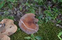 Lactarius corrugis image