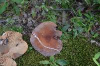 Lactarius corrugis image