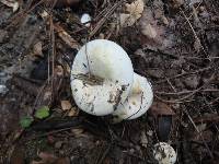 Lactarius glaucescens image