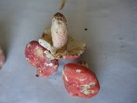 Russula flavisiccans image