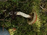 Leccinum piceinum image