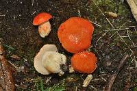 Tylopilus balloui image