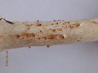 Amanita brunnescens image