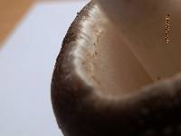 Amanita brunnescens image