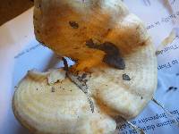 Lactarius psammicola image