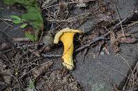 Cantharellus lateritius image