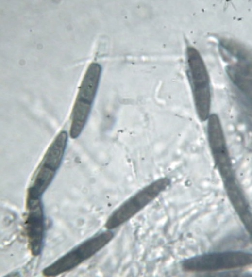 Seynesia image
