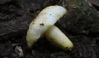 Russula pulverulenta image