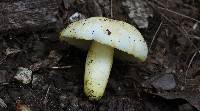 Russula pulverulenta image