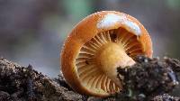 Lactarius hygrophoroides image