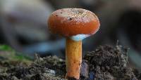 Lactarius hygrophoroides image