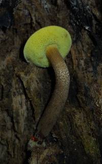 Boletellus chrysenteroides image