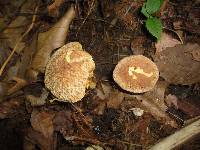 Boletus hortonii image