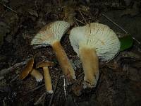 Lactarius petersenii image