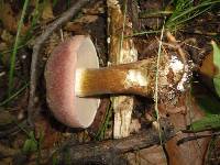 Tylopilus rubrobrunneus image