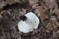 Russula variata image