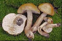 Tricholoma ustale image