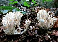 Tremellodendron schweinitzii image