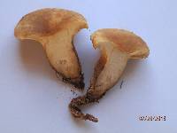 Tapinella atrotomentosa image