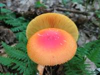 Amanita caesarea image