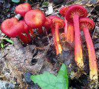 Hygrocybe appalachianensis image