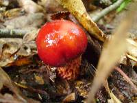 Boletus frostii image