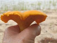 Cantharellus enelensis image