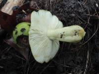 Russula pulverulenta image