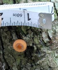 Cookeina tricholoma image