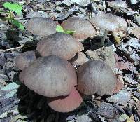 Pluteus longistriatus image