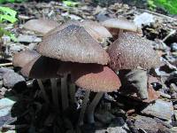 Pluteus longistriatus image