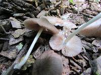 Pluteus longistriatus image