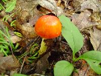 Amanita parcivolvata image