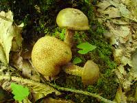 Pseudoboletus parasiticus image