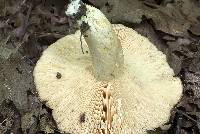 Lactarius psammicola image