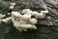 Pleurotus pulmonarius image