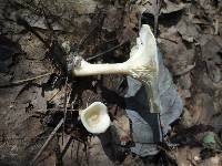 Clitocybe gibba image