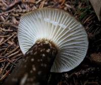 Lactarius gerardii image