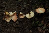 Russula rugulosa image